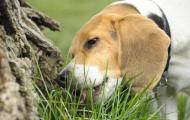 Почему собака ест траву, зачем она это делает?